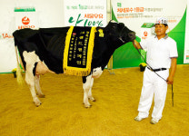 제9회 서울우유 홀스타인 경진대회…150두 젖소 경합