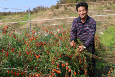 구기자 최대 주산지 충남 청양 현장은/생산 줄었지만 수요 꾸준…시세 좋아 안도감