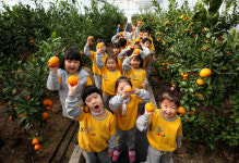 당진서 귤 따기 체험·태안선 황금향 주렁주렁