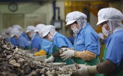 수출유망기업 <27>대일수산/굴 양식·채취·가공 한곳서 처리 신선함 최고 자부