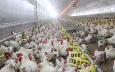 축산물 HACCP 우수현장을 가다 ③(주)마니커농산 문경농장/기계로 70% 관리…사료만 정확한 양 줘도 성적 변화