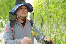 물방울이 비오듯… 첨단 비닐연동하우스 결로 피해 논란
