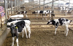 축산업계 해결 과제 집중점검 <3>낙농/제기능 못하는 원유가연동제 개선 논의 숙제