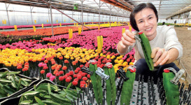 알록달록 선인장