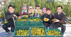 갓 수확한 대저토마토