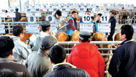 [현장 속으로/다시 활기 찾은 서산축협 가축시장] 두 달 만에 문 활짝…강세 분위기에 신바람