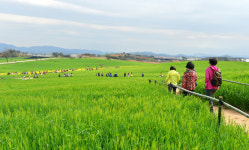 봄 따라 맛 따라 보리밭 사잇길로 고창·군산·김제 보리축제