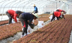 2017 주요 농림축산식품사업 <6>소득보전 및 소득원개발 분야/쌀소득보전·경영이양·친환경농업 직불제 등 7개 핵심사업 추진