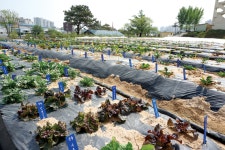 개쎄바닥상추를 아시나요?…농기원, 토종채소자원 연구