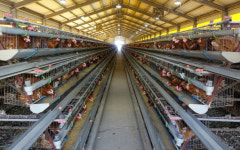 살충제 달걀 파동…산란계 신뢰 회복하자 <상>산란계 실태와 농가 애로/산란계농가 진드기와의 전쟁 고충…방제약품 개발 서둘러야