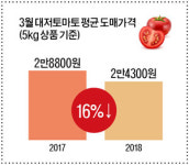 대저토마토, 너 마저…떨어지는 시세에 농가 분통