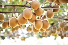 광양, 참다래 꽃가루 발아율 검정 서비스