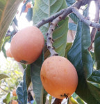 수확 빠른 비파 신품종 ‘조아비’ 육성