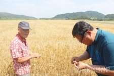 냉해로 ‘붉은곰팡이병’ 확산…전남 우리밀단지 피해 막심