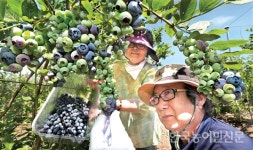 “춘천 블루베리 맛 보세요”