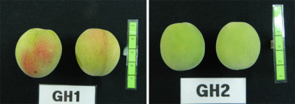 경남농업기술원 신품종 매실 ‘홍초롱·청초롱’ 품종보호권 획득