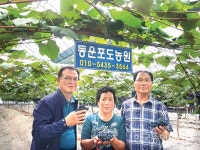 충남 멜론·마늘·포도 출하 본격화