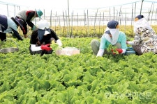구리도매시장 남양주 시설채소 농가 일손돕기 ‘구슬땀’