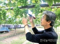 승용예초기로 잡풀 깎고, 전동 R3로 알 솎고…포도농사 쉬워진다