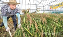 여주시 전국 첫 벼베기