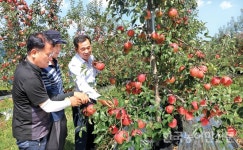 2018 추석 대목장 점검 <1>사과·배