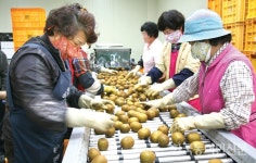 보성군, 참다래 전문생산단지 조성 ‘박차’