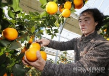 홍성 딸기·태안 황금향…본격 출하