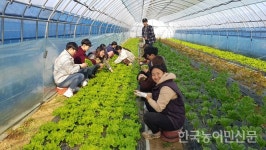 청년농업인 육성책 강화 필요하다 <4>농촌과 농업을 유지시키는 청년정책