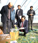 해남 겨울부추, 특화작목으로 우뚝