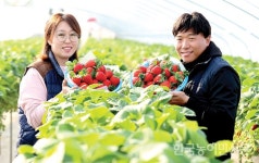 국산 신품종 딸기 ‘아리향’ 본격 출하
