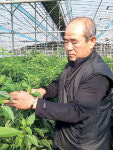 [농자재특집/바오밥유황] 잿빛곰팡이·흰가루·노균·시들음병 꼼짝 마…농약 잔류 걱정도 뚝