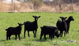 완도군, 한우·흑염소 친환경 인증 확대
