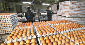 3~4월 산란계 농장 ‘연쇄 도산설’ 확산