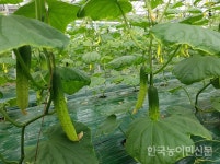 천안 ‘하늘그린 오이’ 본격 출하