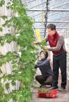 건강채소, 새싹삼 드세요