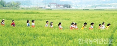 군산·김제·고창은 지금 ‘푸르른 보리 물결’