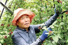 ‘야생의 특성 그대로’ 복분자 신기술 주목