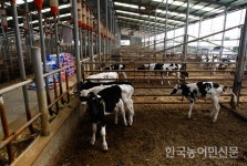 “통계도 없고 제재도 못해” 무쿼터 낙농가 도마위