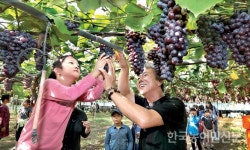 포도 따기 체험 재밌어요