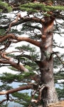 600년을 버텨온 금강송처럼…정론직필 한길 꿋꿋이