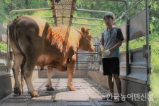 ‘1316kg’ 슈퍼 한우 탄생