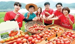 광주시, 퇴촌 토마토 팔아주기 박차