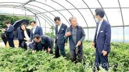 고창수박 노동시간 62%↓ 재배기술 평가회 성료