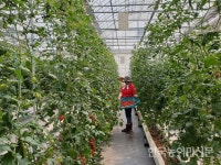 파주 스마트농장 ‘방울토마토’ 첫 수확