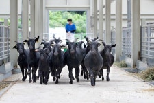 축과원, ‘재래 흑염소’ 30마리 무상 분양