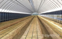 고온문제 해결한 ‘인삼 하우스’ 개발