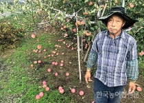 연이은 태풍에 농작물 큰 피해…포항시 죽장면 가보니