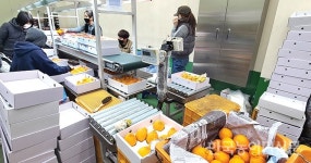 만감류 당도 높고 품질 좋아 시세 안정…샤인머스켓 물량 많지만 작년 수준까지 상승