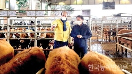 강영석 상주시장, 설 앞두고 가축시장 방문