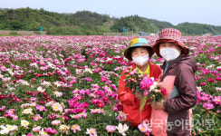 뿌리는 약재로, 꽃구경은 덤…지금 영천은 작약꽃 천지